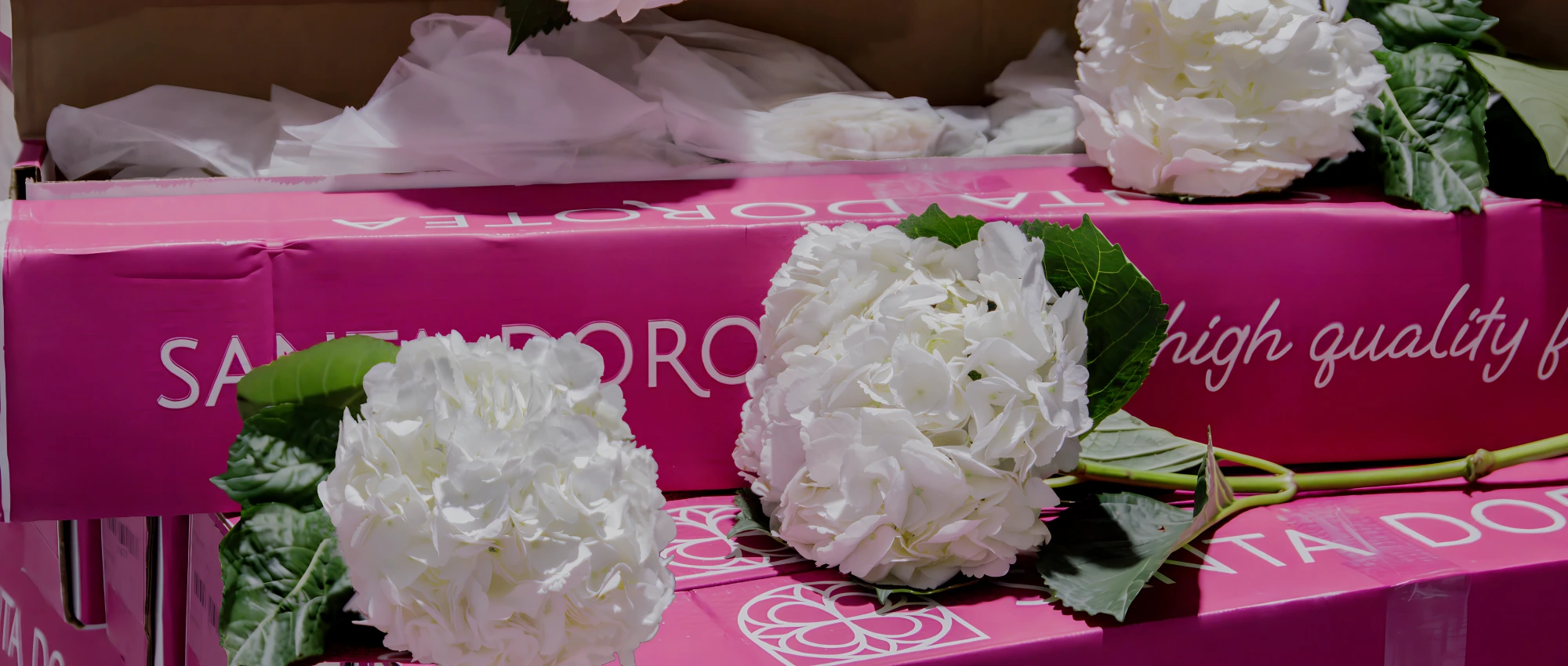 Hydrangeas Premium al Por Mayor Santa Dorotea