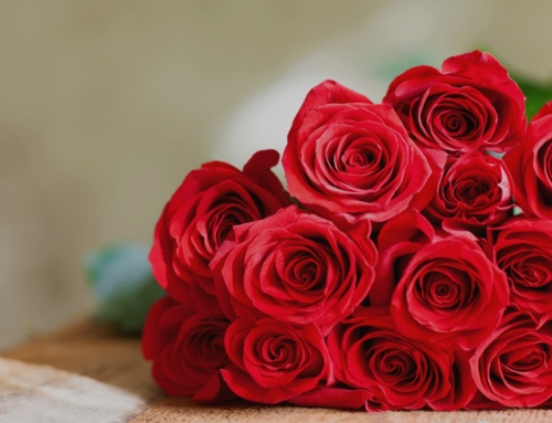 Des roses pour la Saint-Valentin