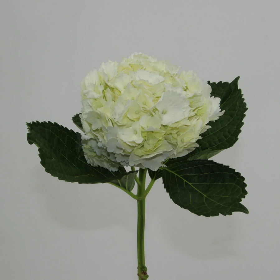 Hydrangea White Select