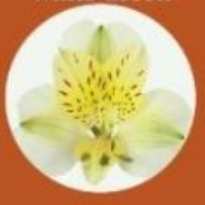 Alstroemeria Orange Premium