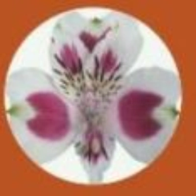 Alstroemeria Exotic Premium