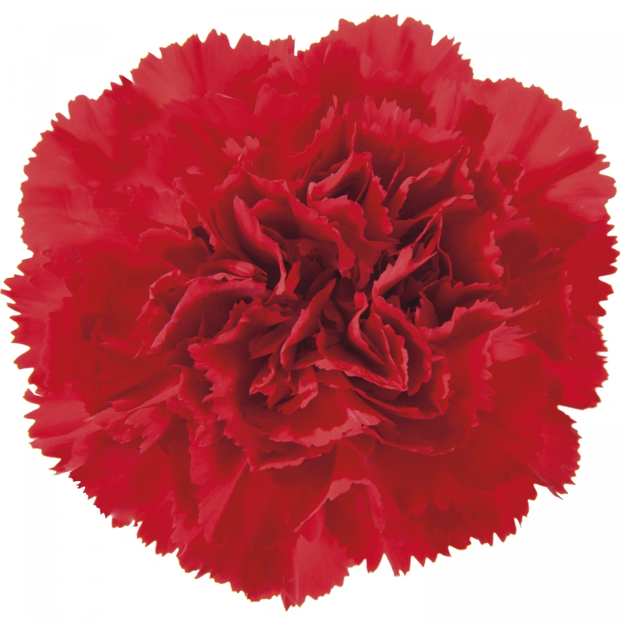 Carnation Red Select