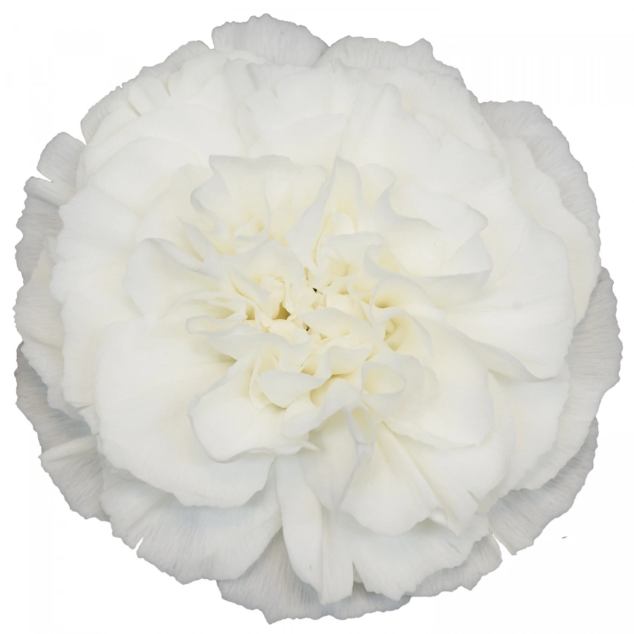 Carnation Blanco Fancy