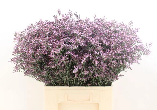 Limonium Safora Lila