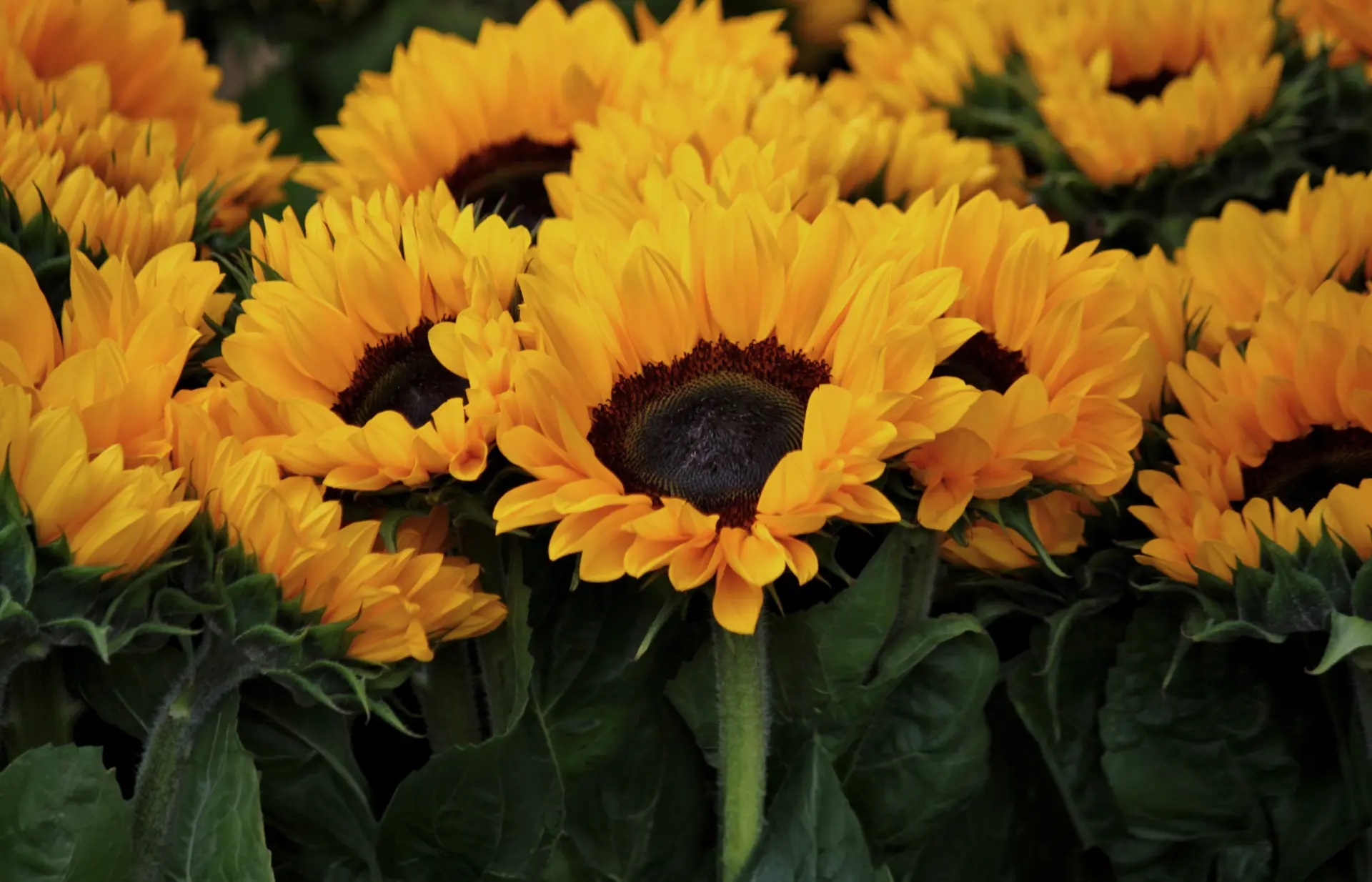 girasoles al por mayor