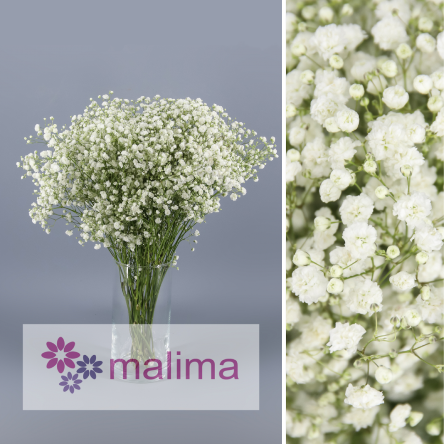 Paniculata Xcelence MALIMA 35g