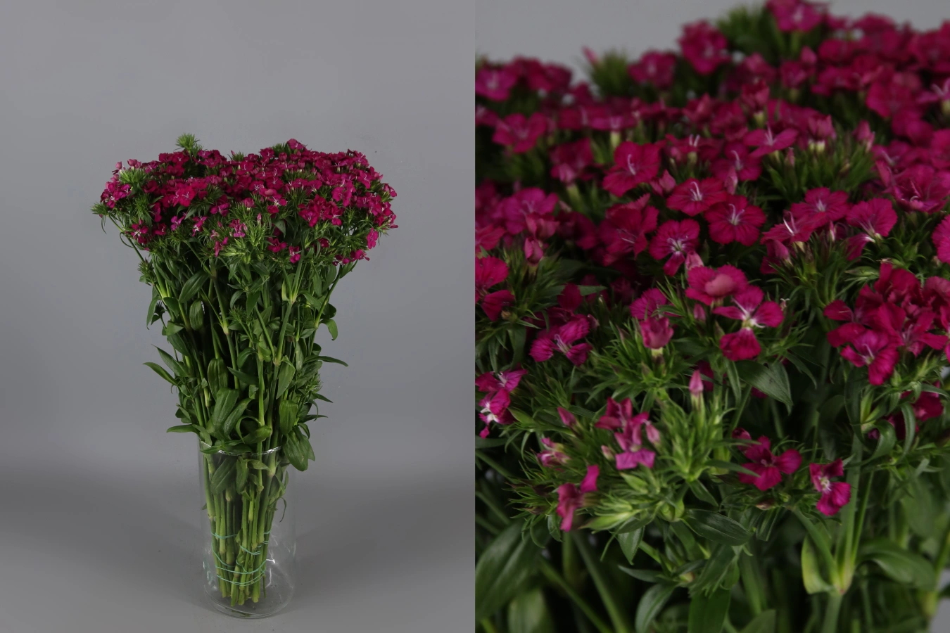 Carnation Barb Amazon Neon Cherry