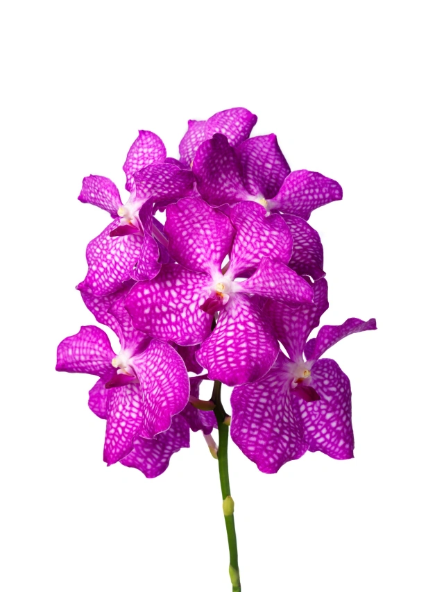 Vanda Ka Magic Pink