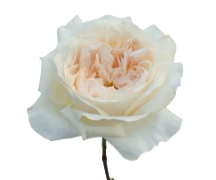 Garden Rose Purity