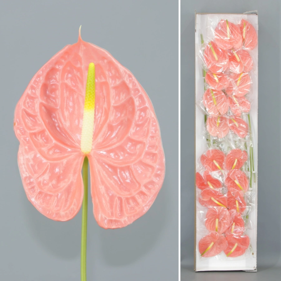 Anthurium Royal x20