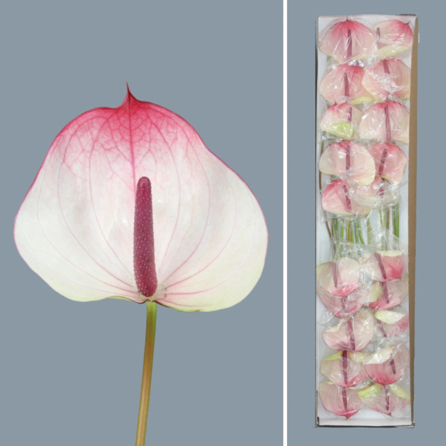 Anthurium Max Elegance x20