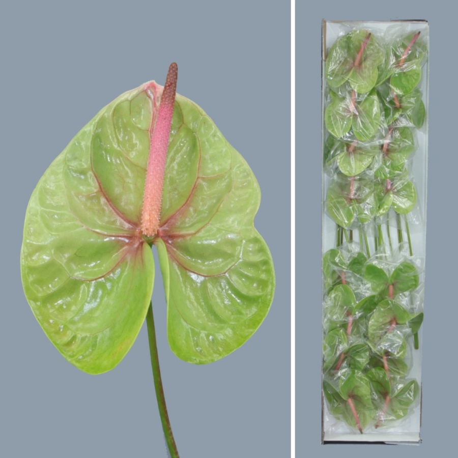 Anthurium Pistache x16