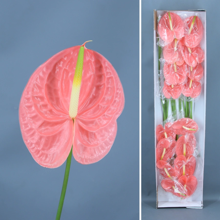 Anthurium Royal x16