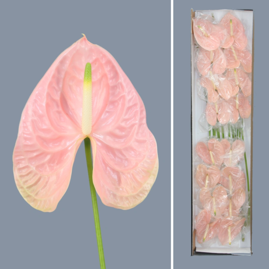 Anthurium Cheers x16