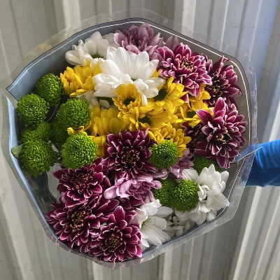 Chrysanthemum Mar Rainbow