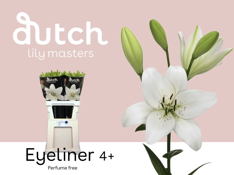 Asian Lilium Eyeliner 4