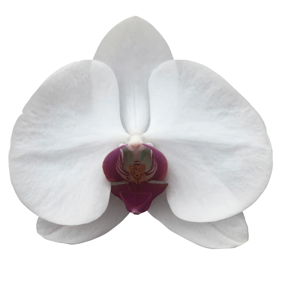 Phalaenopsis Red Lips