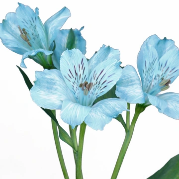 Alstroemeria Tinted Light Blue Select