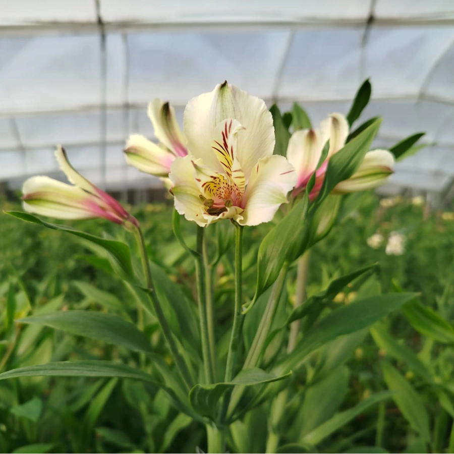 Alstroemeria Himalaya Extra