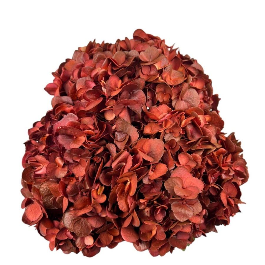 Hydrangea Painted Bronze Merlot Premium