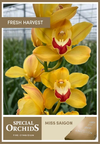 Cymbidium Miss Saigon