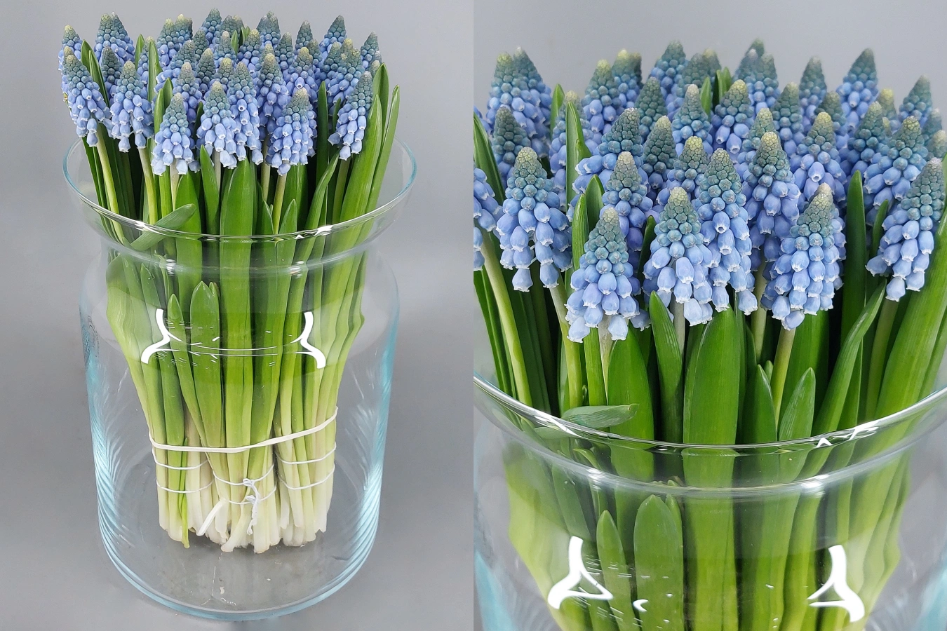 Muscari Carola