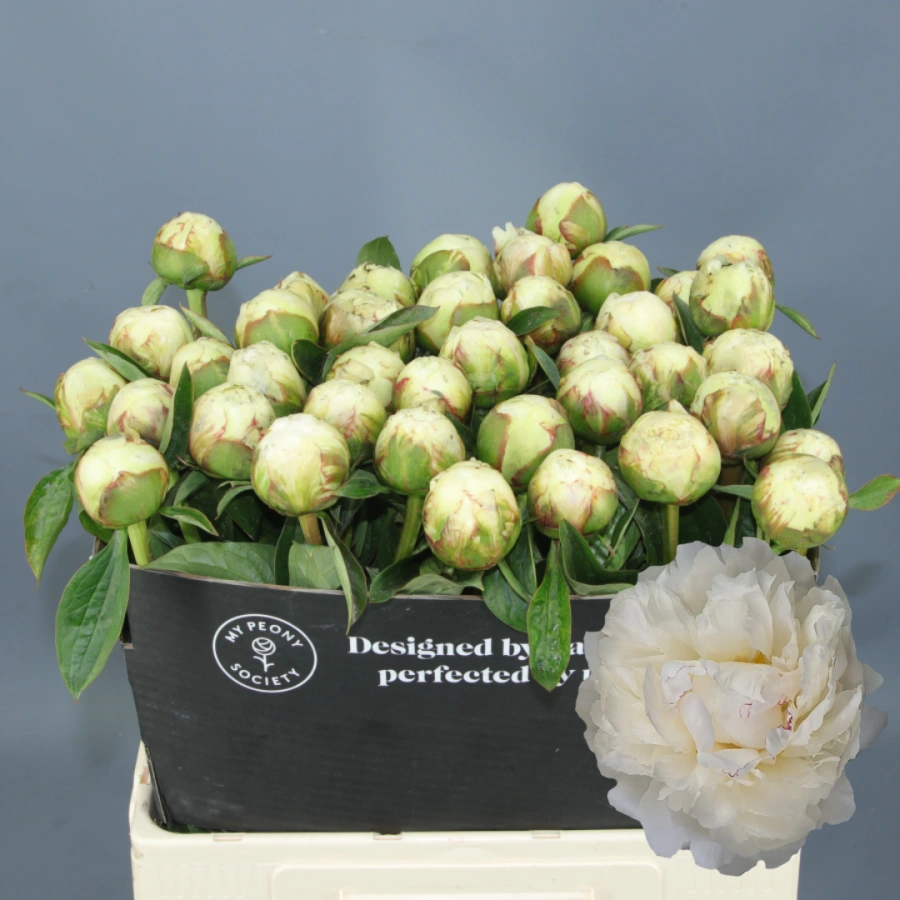 Peonia Bowl of Cream 