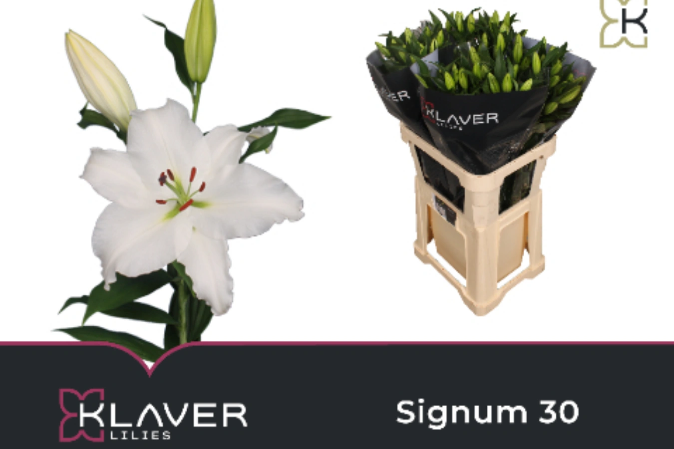 Lilium Oriental Signum 3