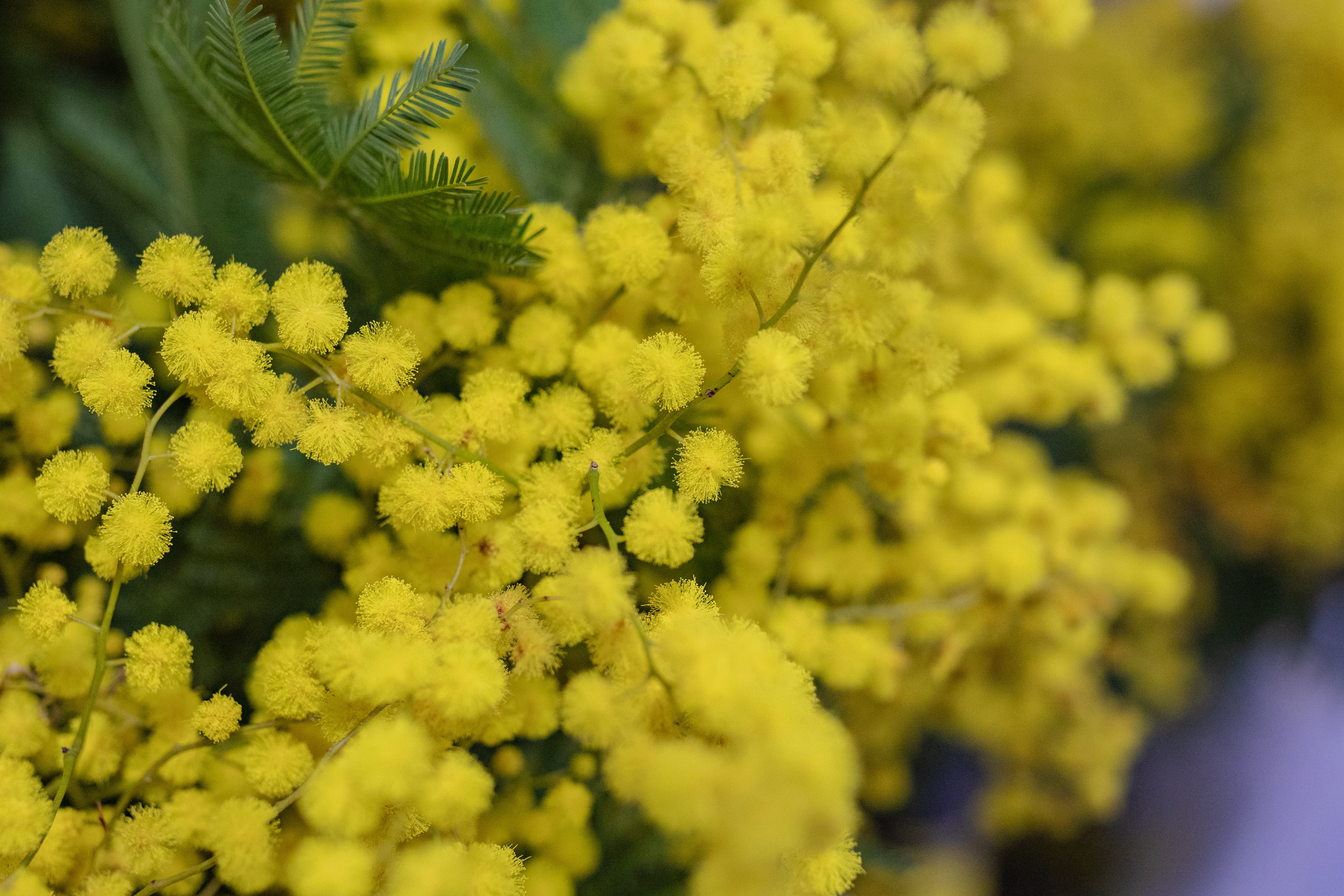 Acacia Mimosa de Febrero