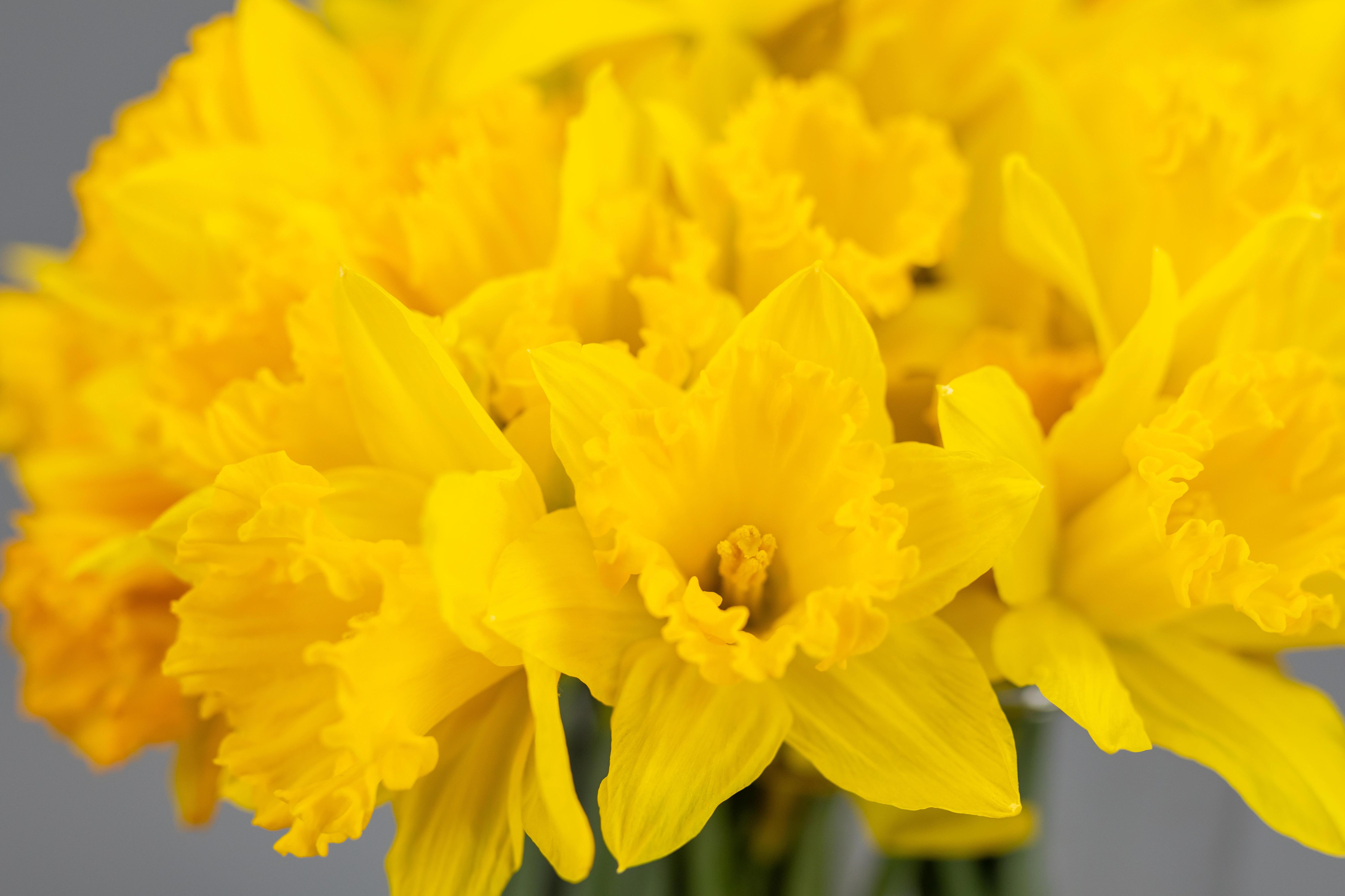Dettaglio dei narcisi gialli Dettaglio dei narcisi gialli