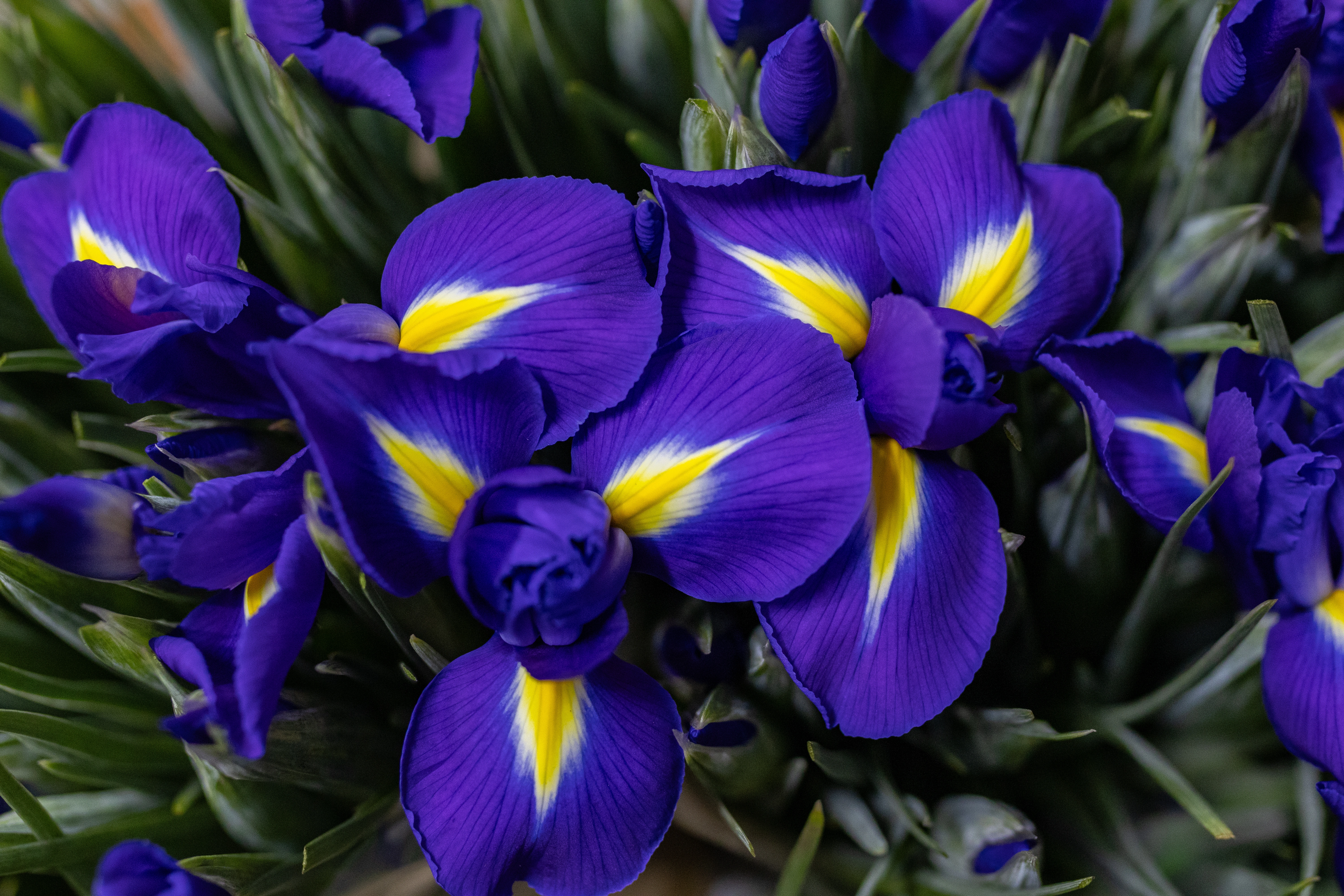 Iris Blue Magic Flor