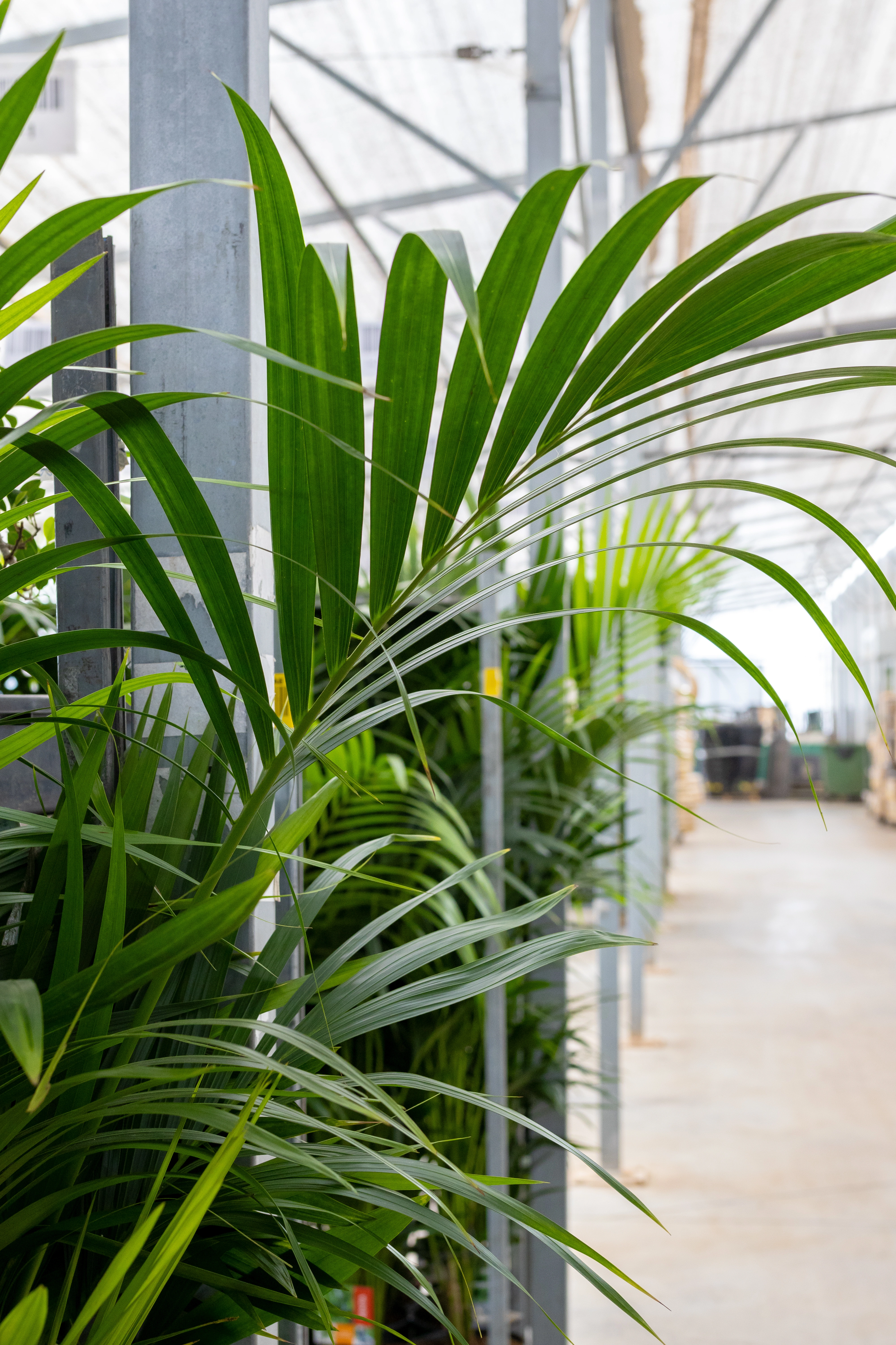 Plante d'intérieur