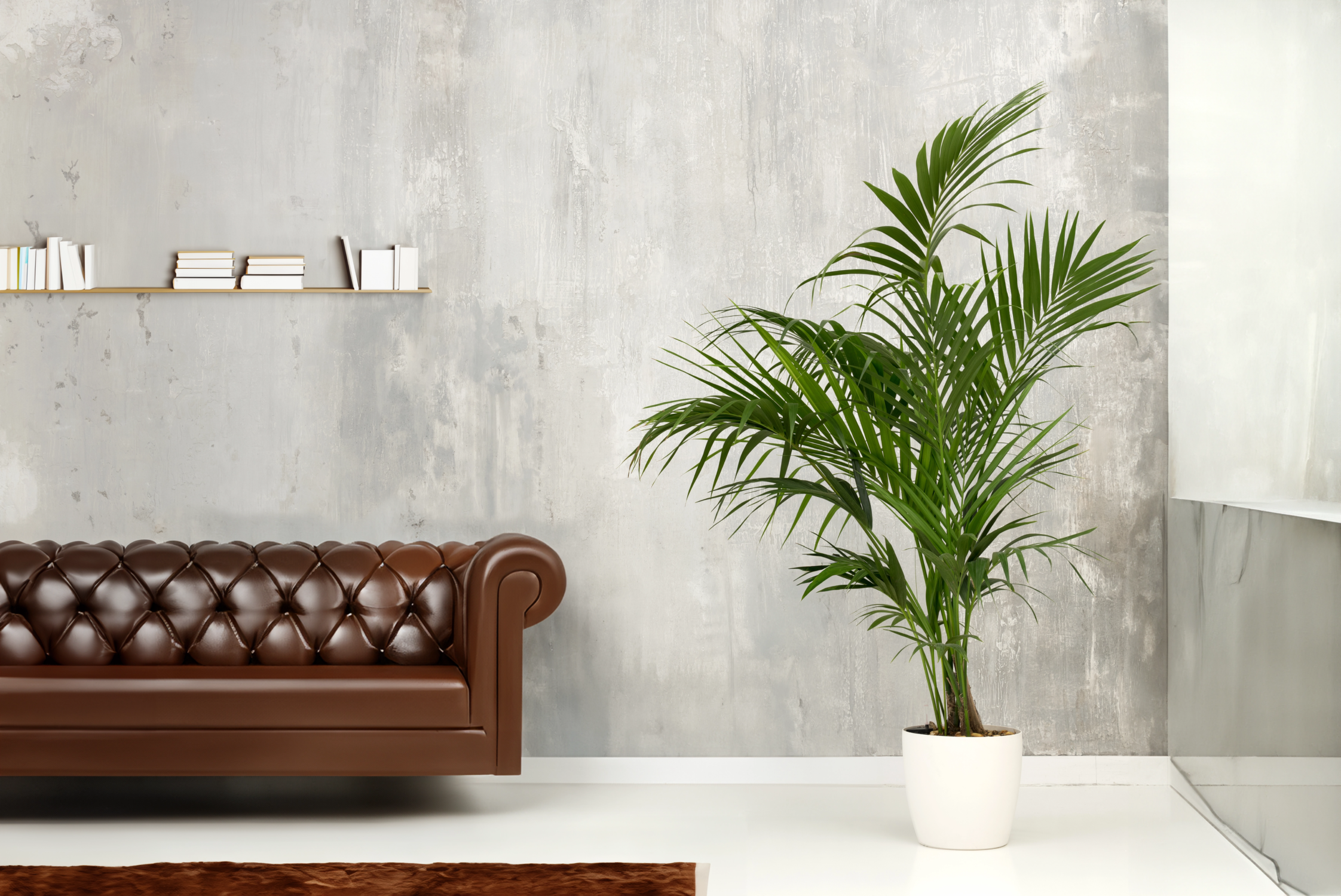 Kentia décoration intérieure