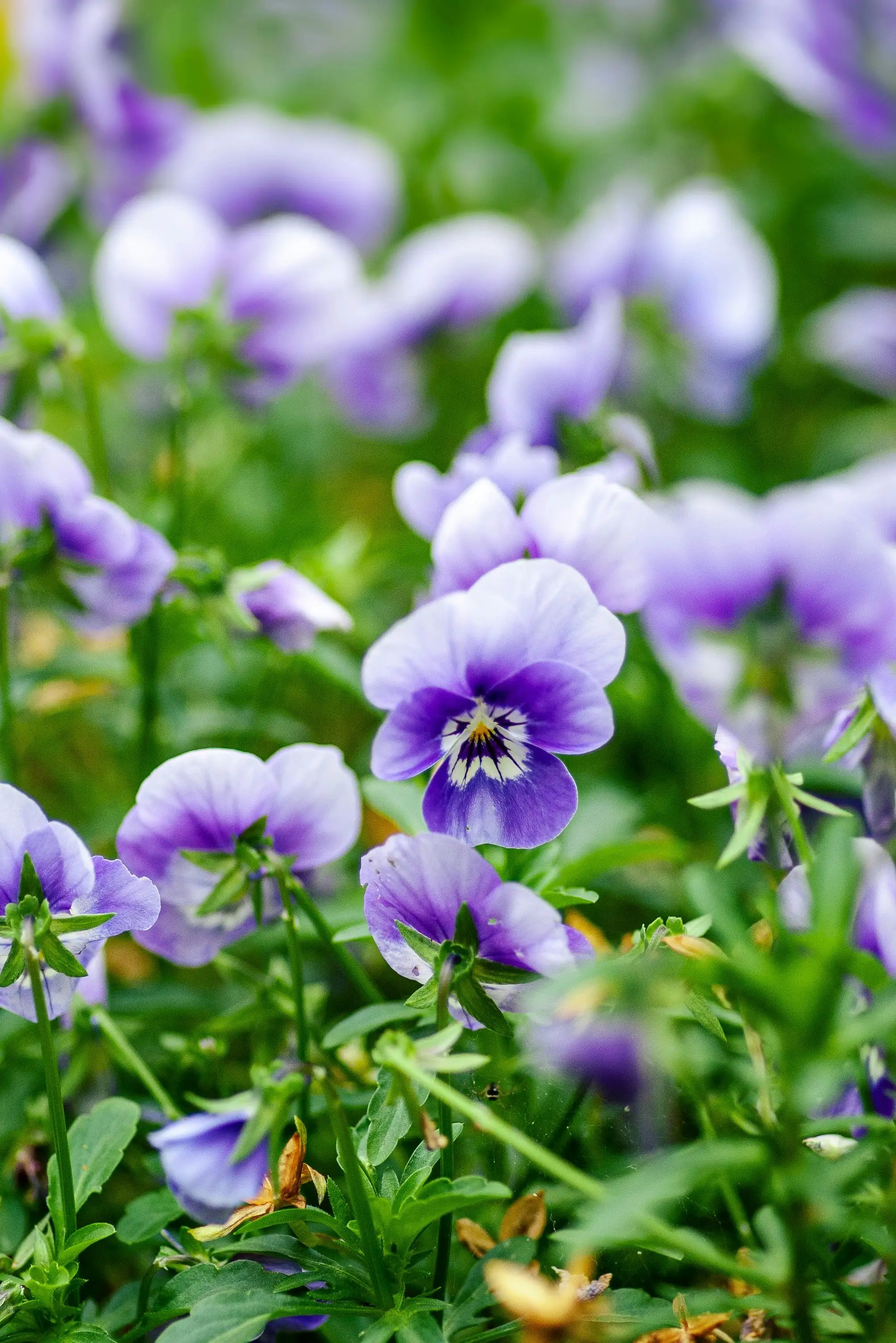 Viola odorata (Violeta Flor de Febrero)