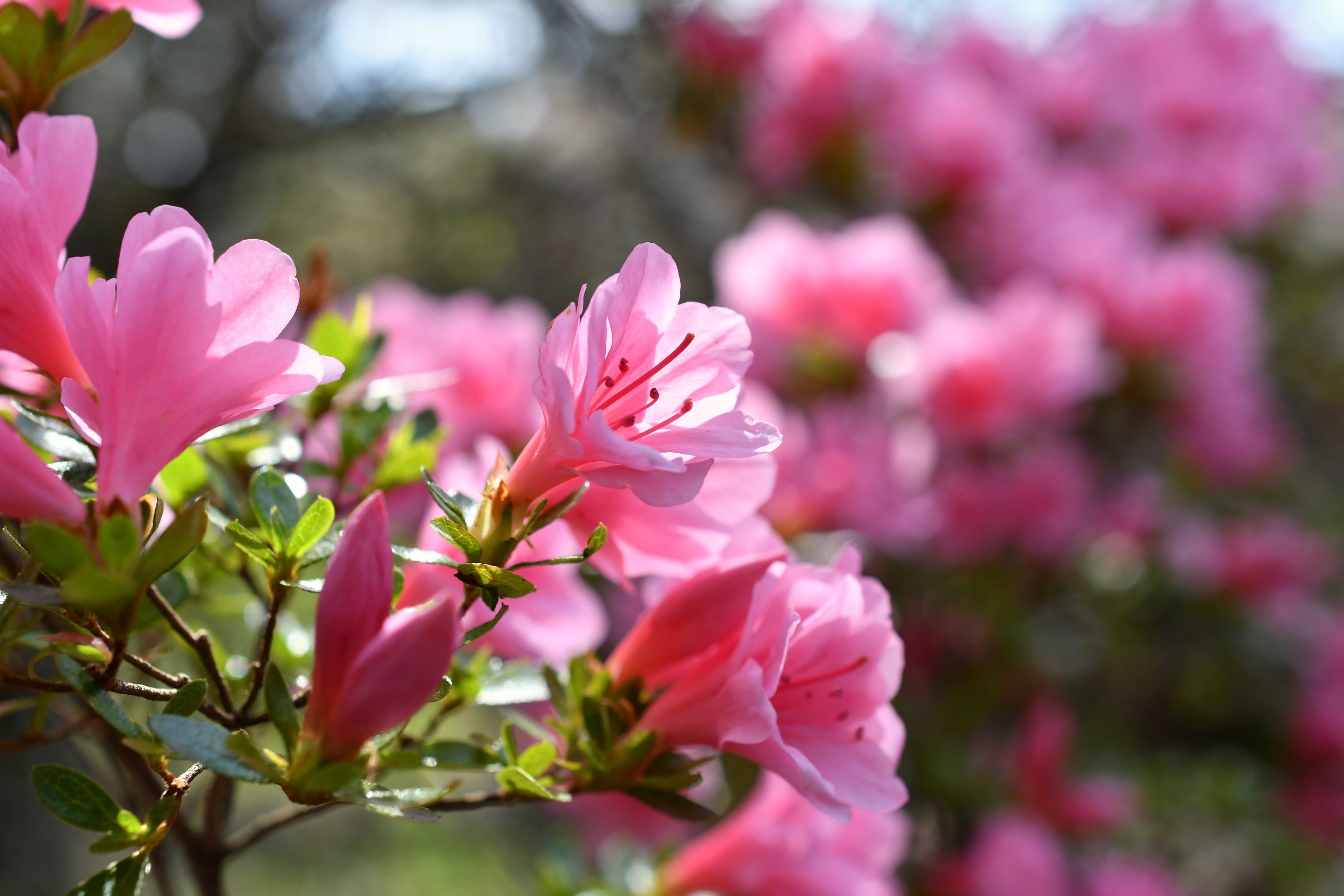 Azaleas en Marzo