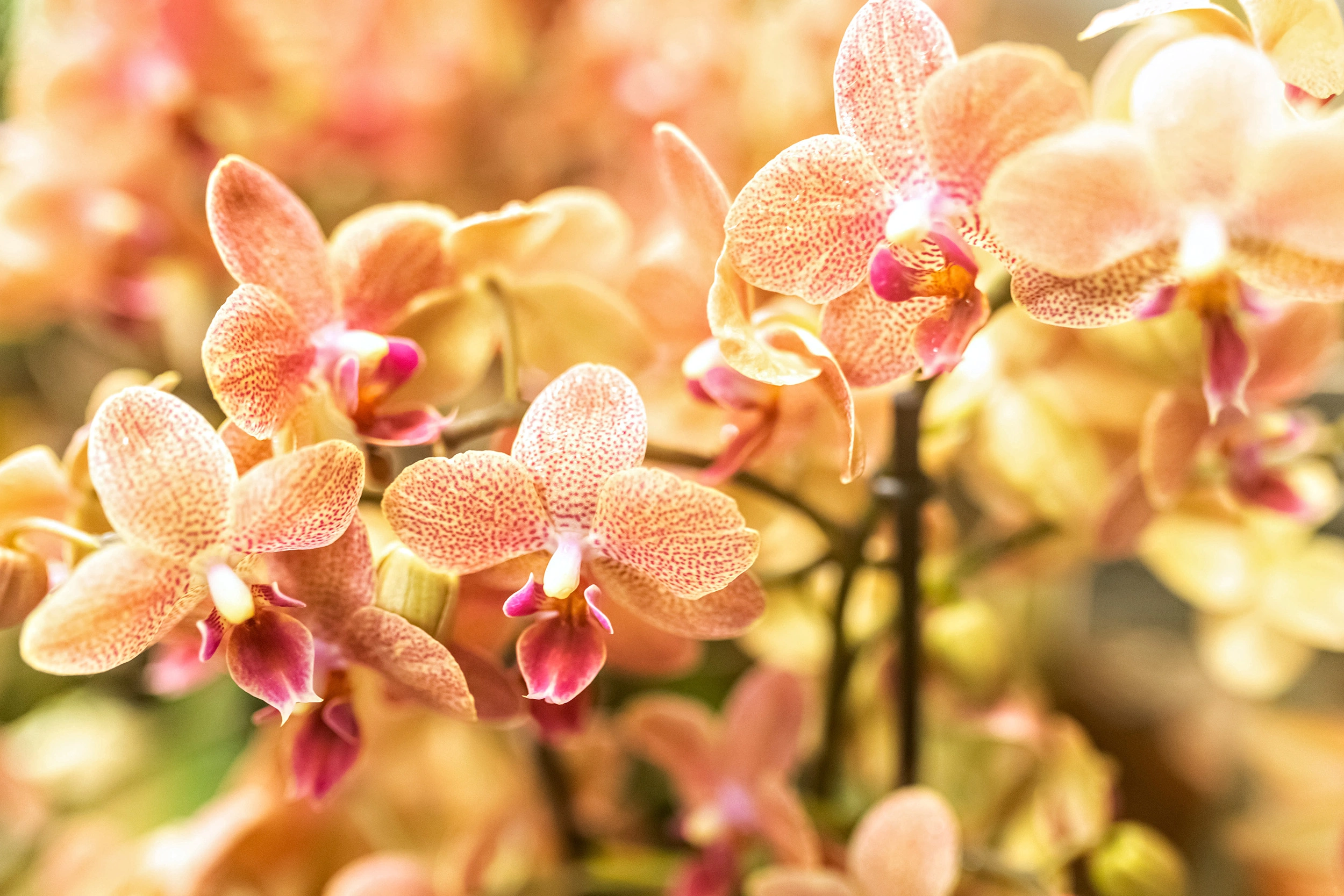 Orquídeas Dendrobium y Phalaenopsis