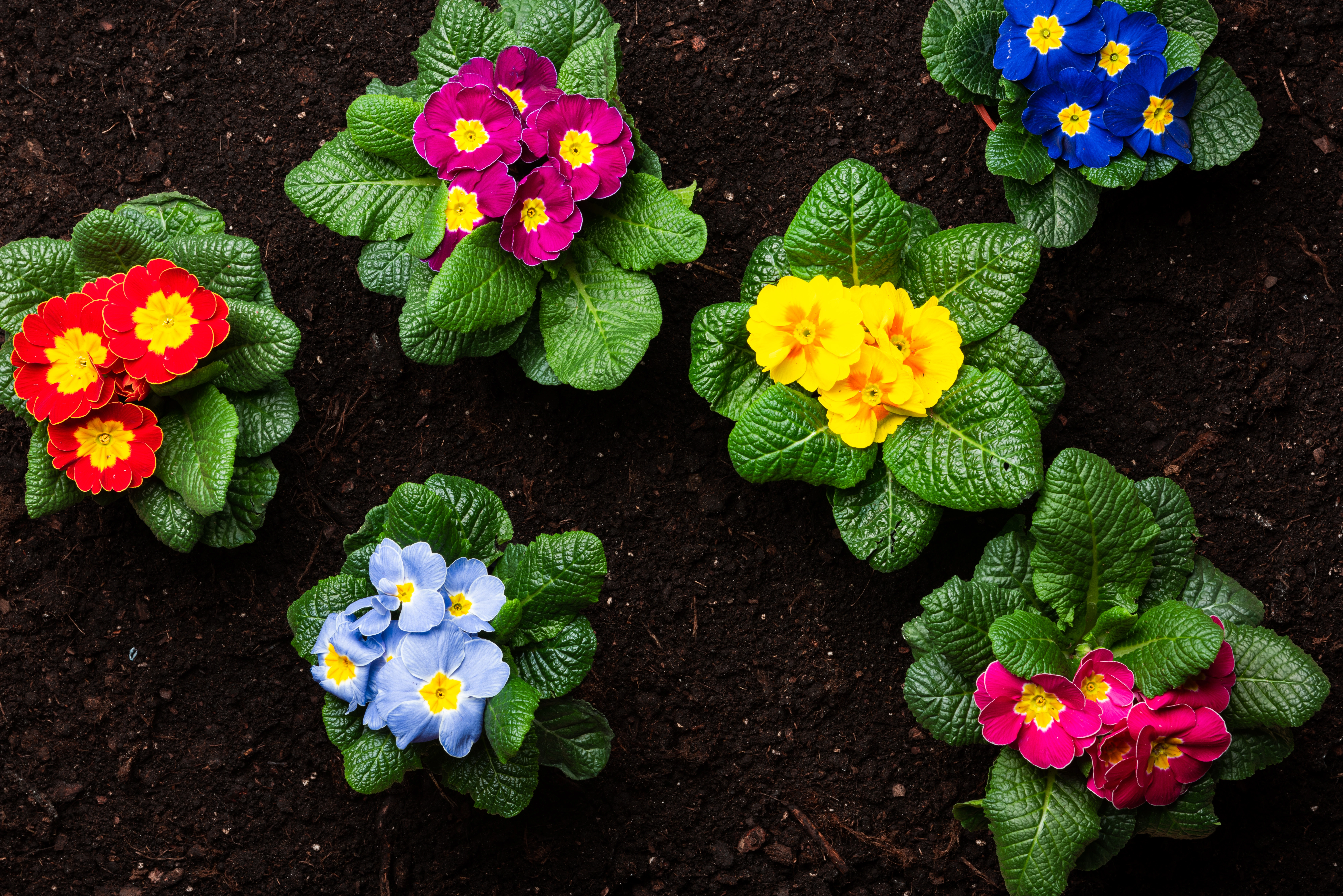 Prímulas las plantas con flores de marzo