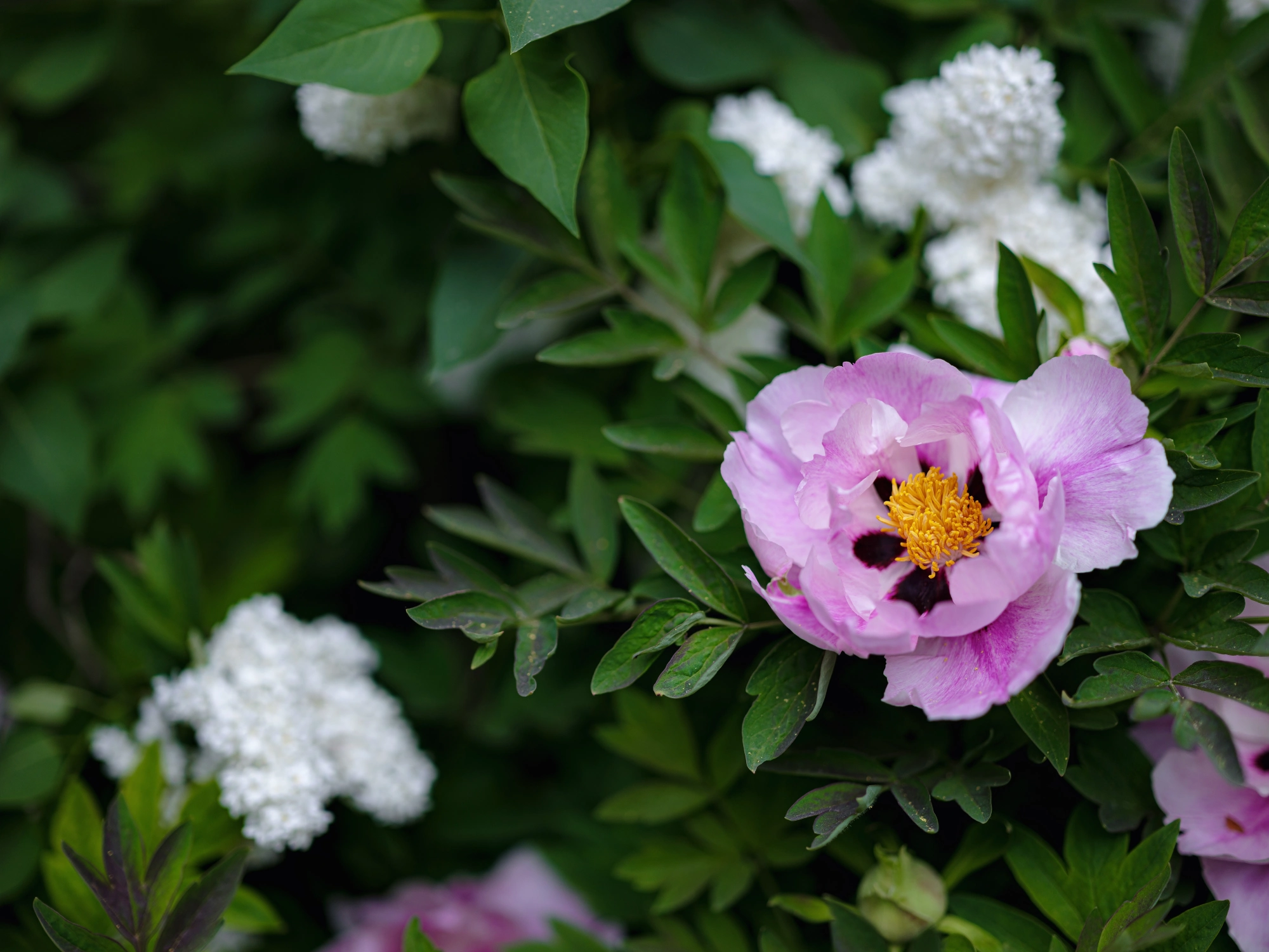 blooming-pink-peony-or-paeonia-daurica blooming-pink-peony-or-paeonia-daurica