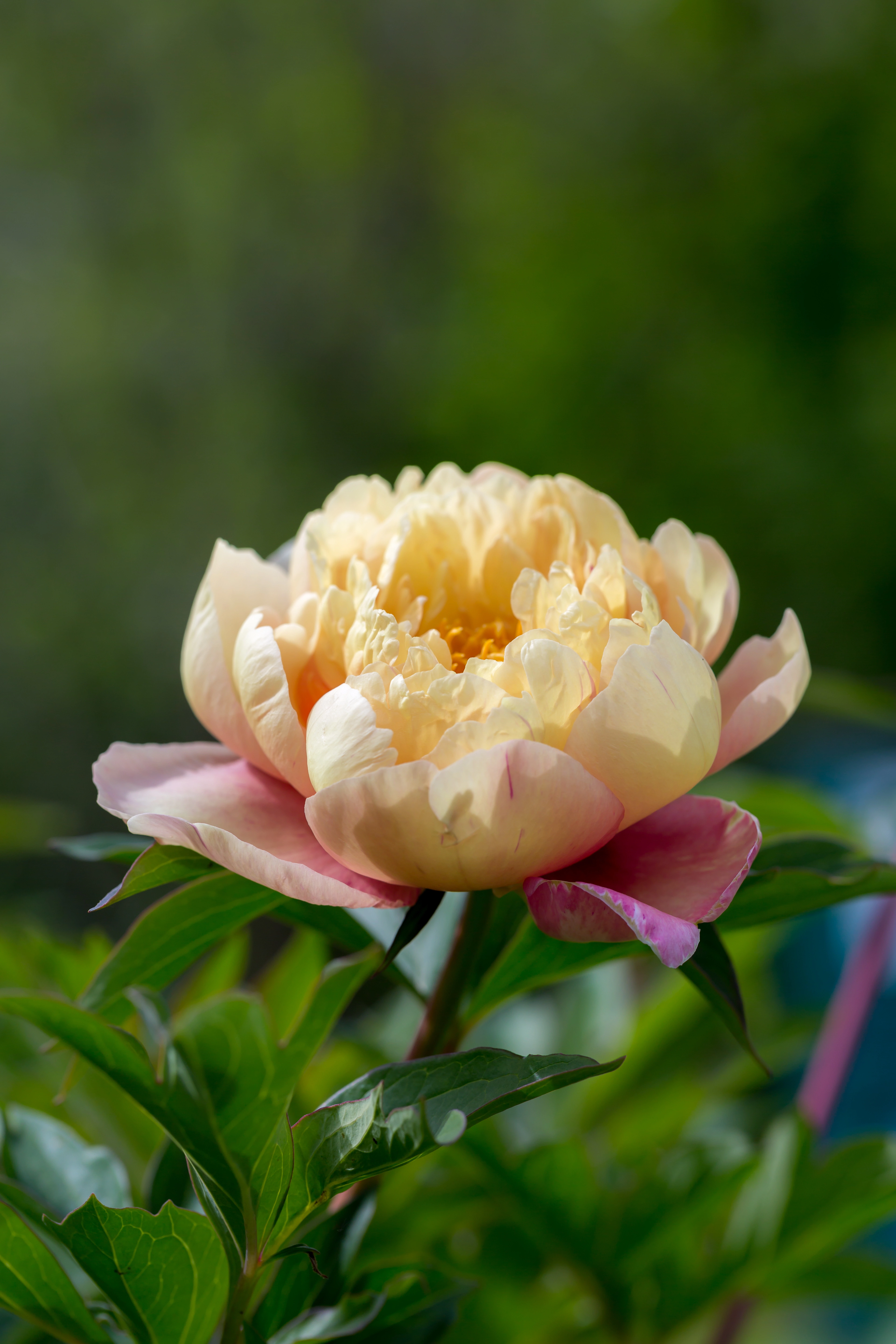 paeonia-ito-hybrid-summer-bloom paeonia-ito-hybrid-summer-bloom