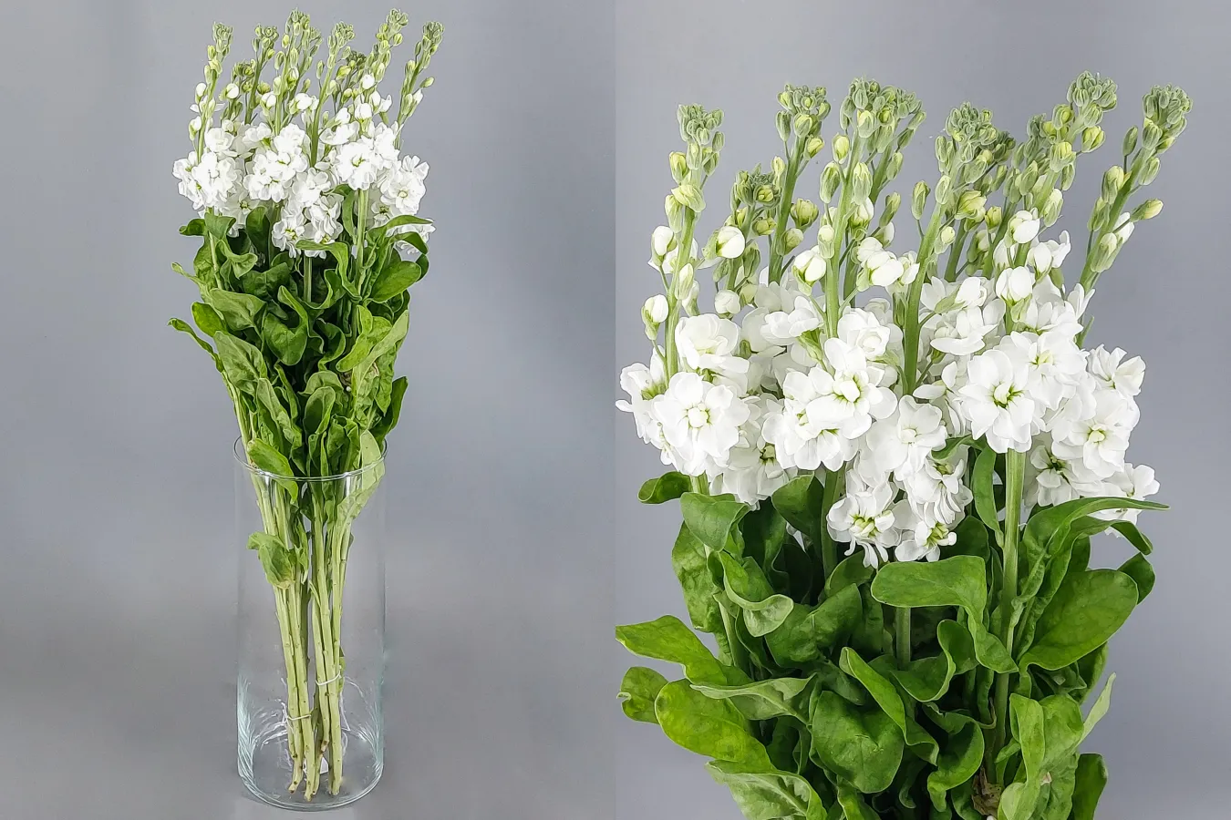 Alheli Iron White