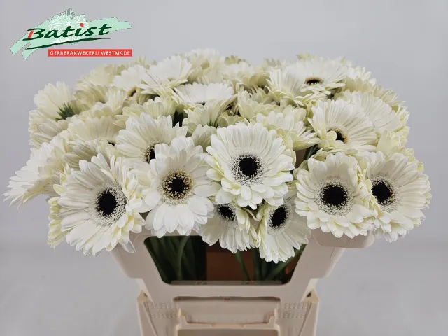 Gerbera Mini Lido