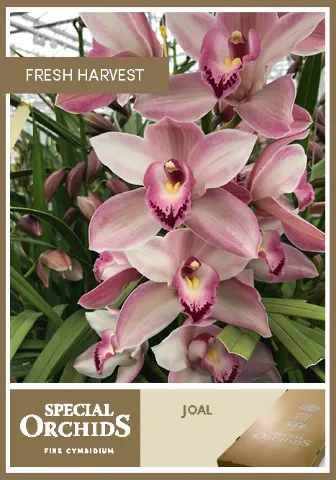 Cymbidium GRA Joal