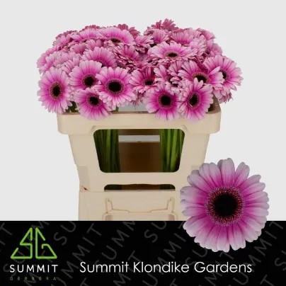 Gerbera Mini Leando