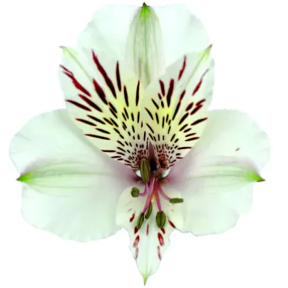 Alstroemeria Blanca SEL
