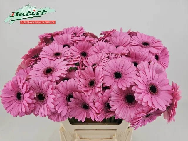 Gerbera Mini Talent