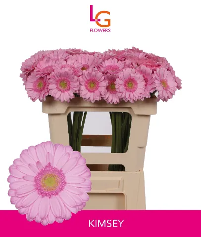 Gerbera Mini Kimsey