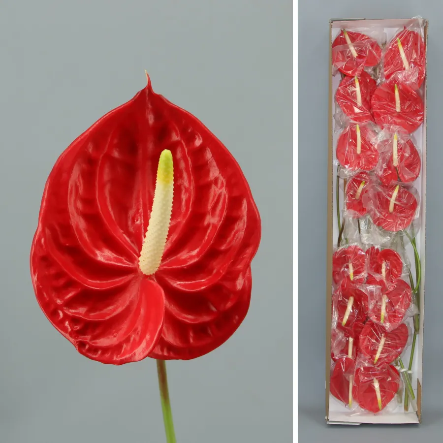Anthurium Tropical x16