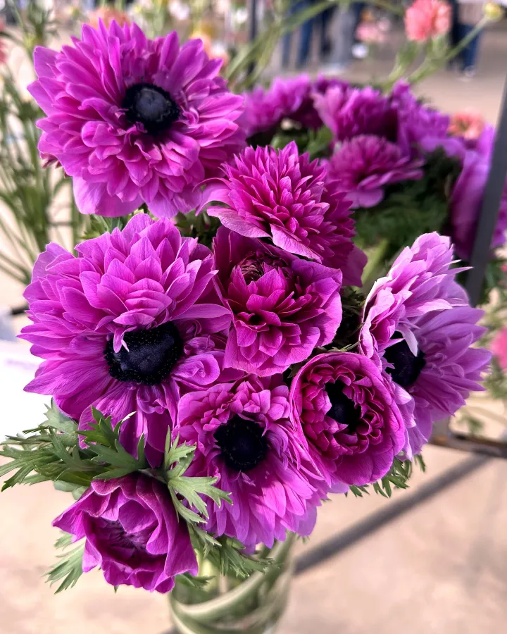 Anemona Levante Fucsia