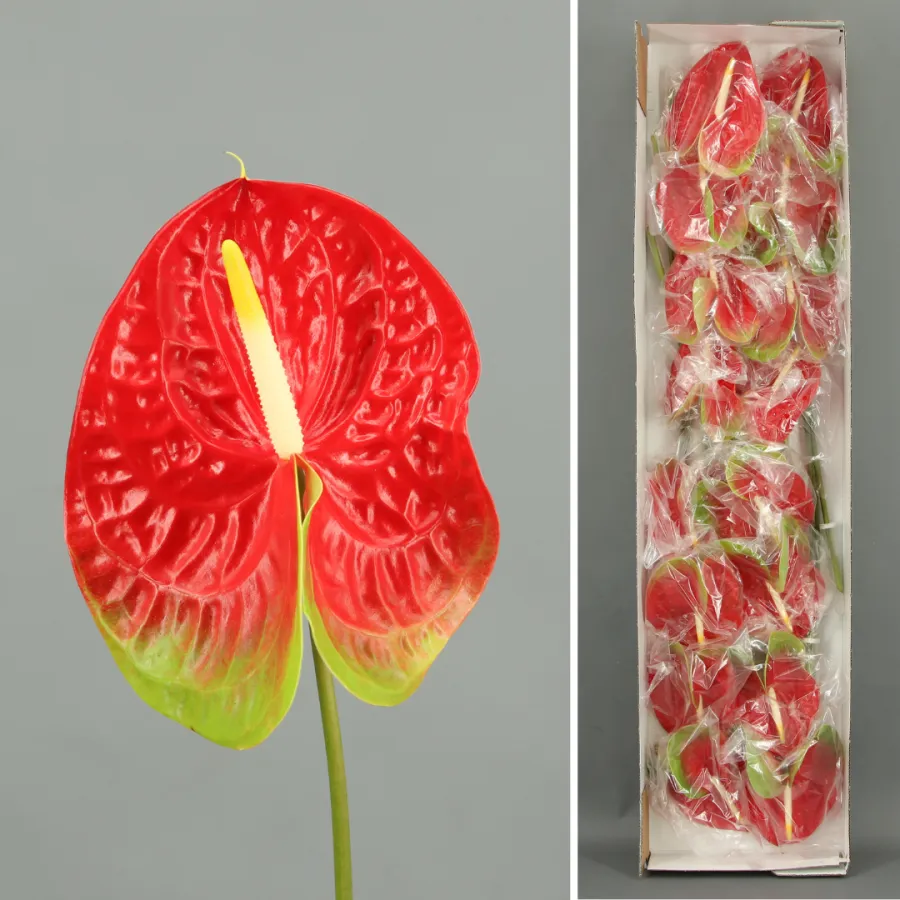 Anthurium Amigo x16