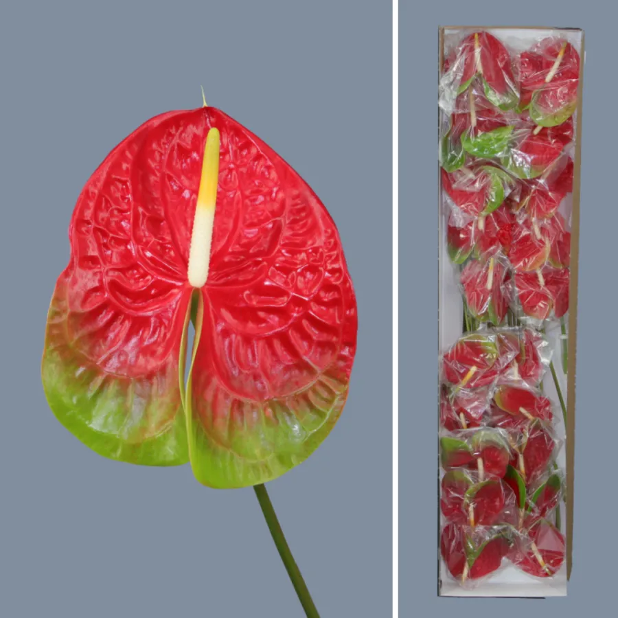 Anthurium Amigo x20